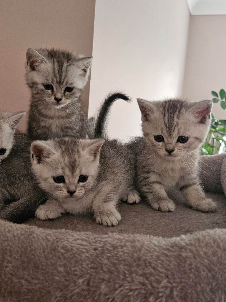 British shothair tabby kittens 