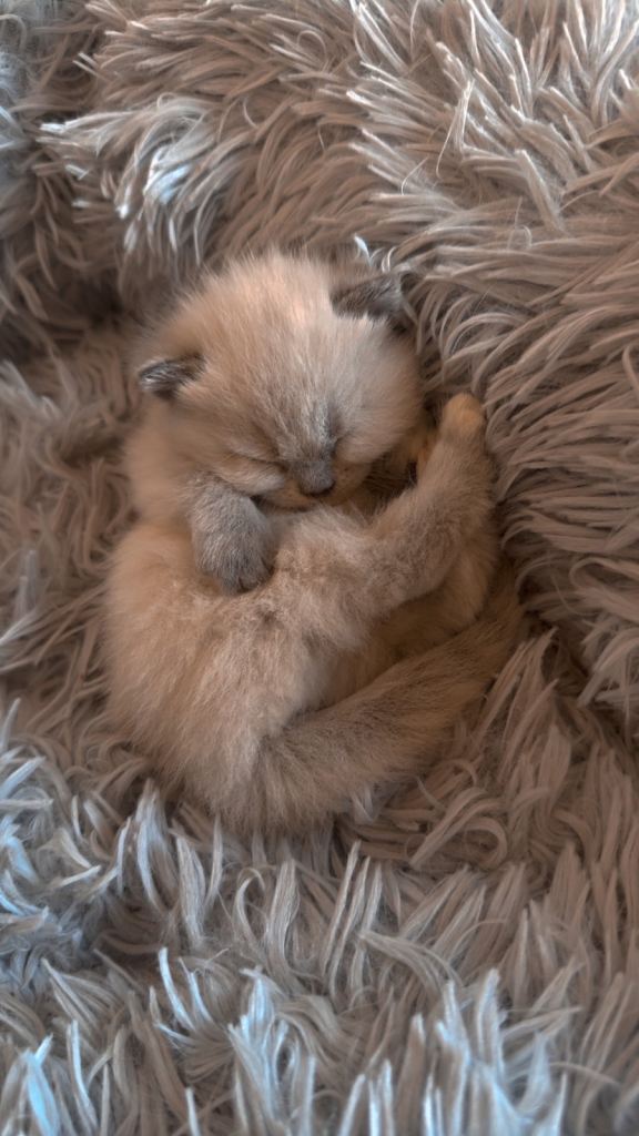 Persian Cross Breed Kittens For Sale 