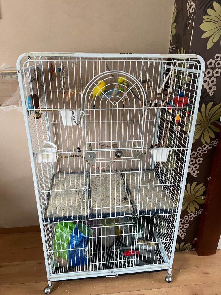 Budgie for sale