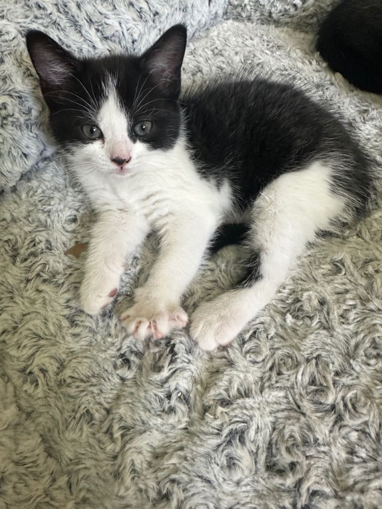 Kittens £50