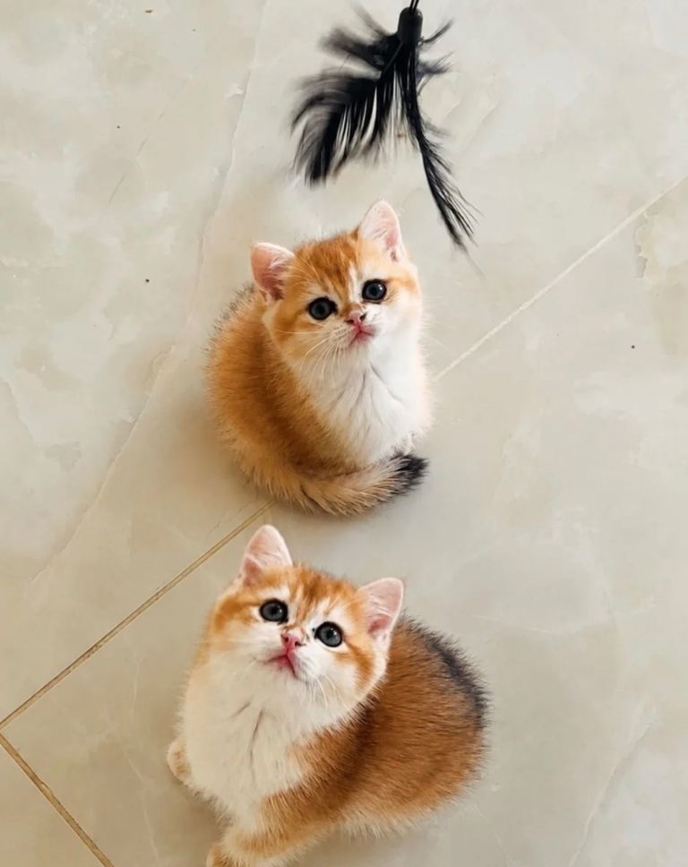 READY NOW. Golden shaded British Shorthair kittens