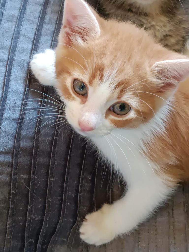 Two female 1 male kittens left grey/ ginger and grey girls and ginger and white boy 