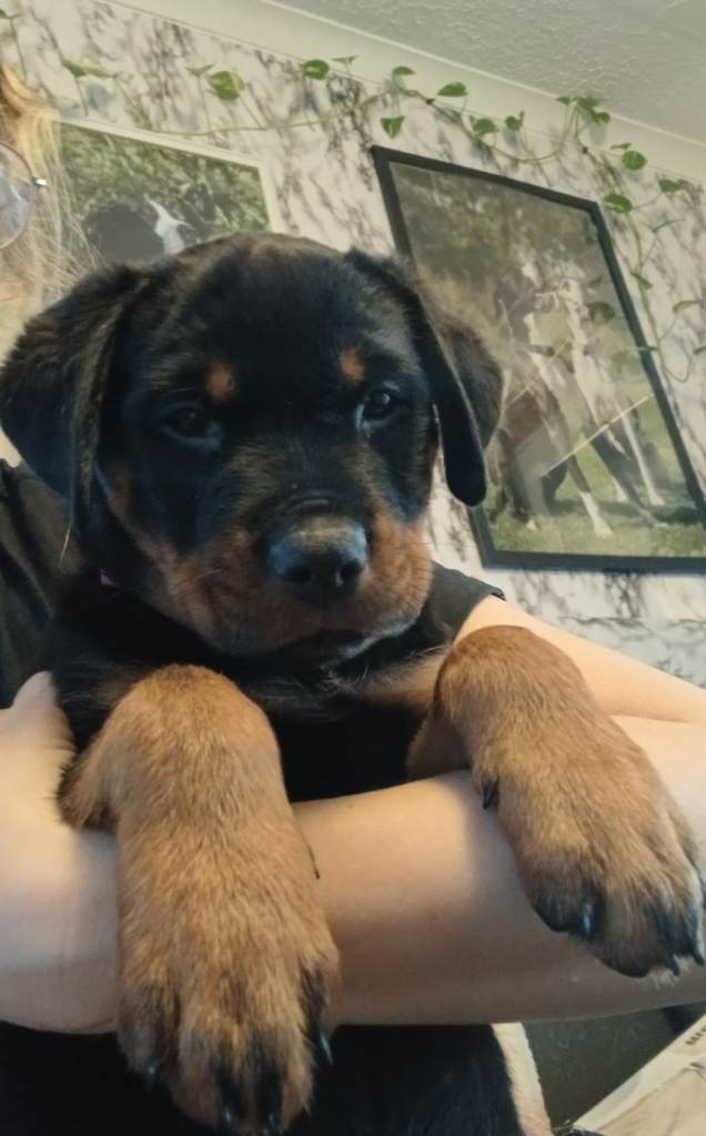 Kc rottweiler one girl available READY NOW 