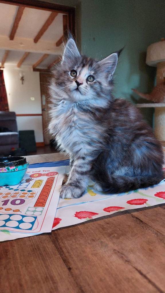 Pure bred Maine Coon kittens 