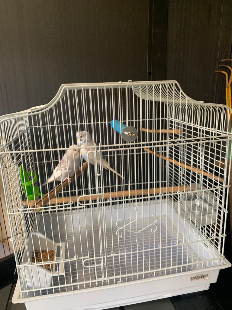 2 young budgies plus cage
