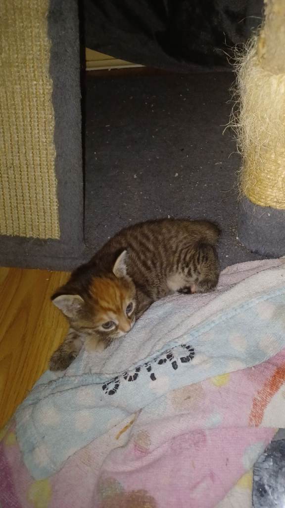 1 male kitten born 6th of june