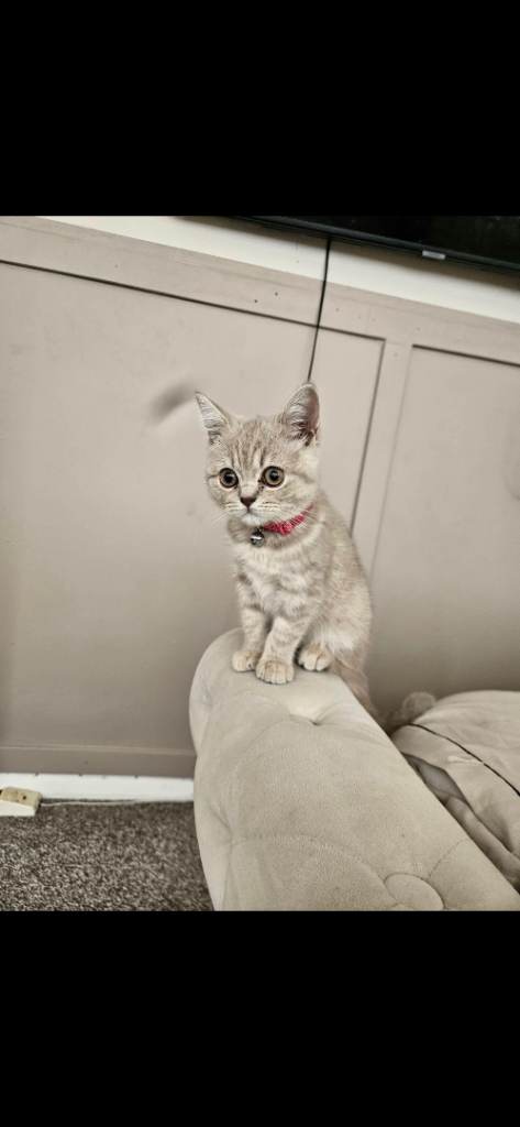 British short hair Sassy