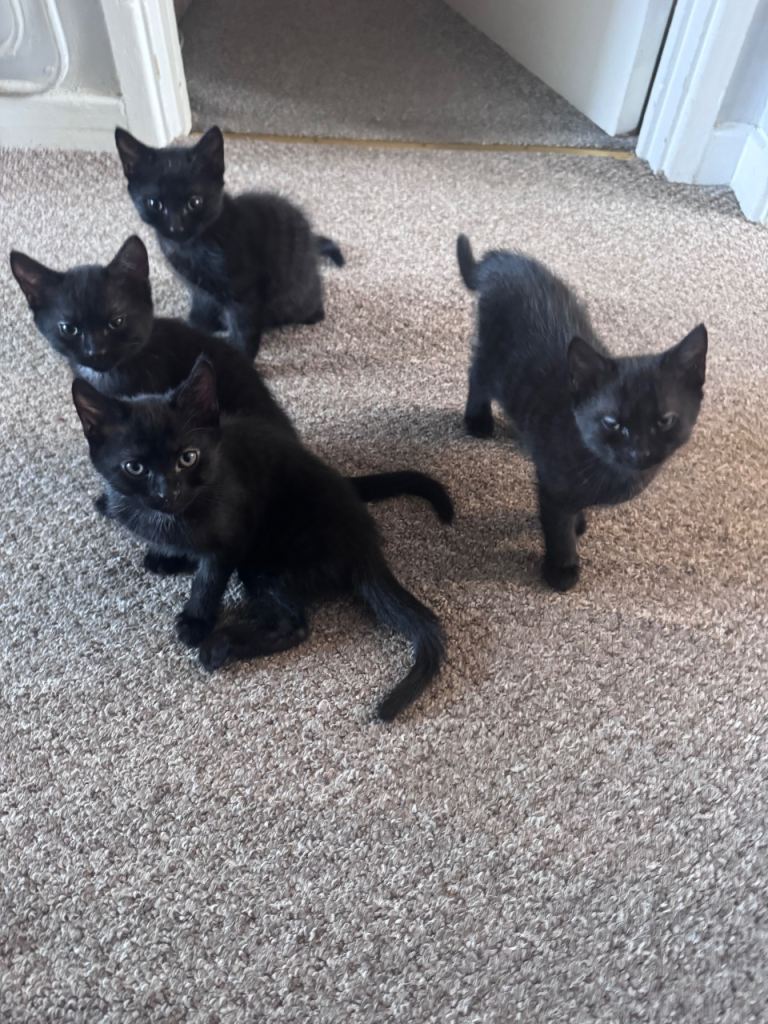 Kitten for sale