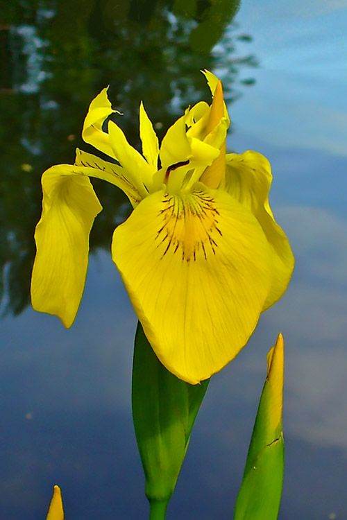 Iris YELLOW FLAG garden / pond / wet area plant large bunch with several flower stems
