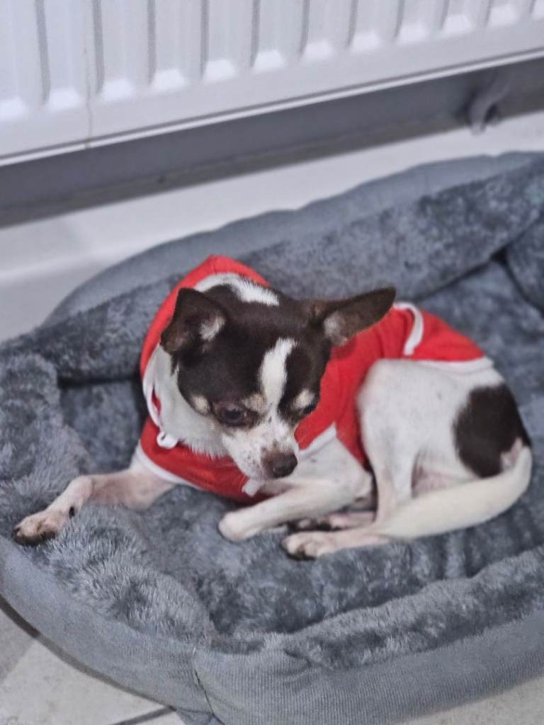A Loving Forever Home Wanted for 2yr Old Beautiful Charlie 