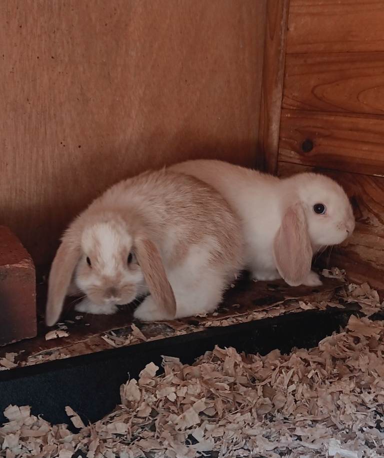 Dwarf lop baby rabbits 