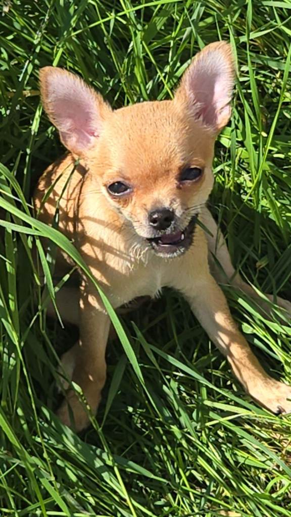 Chihuahua puppies 