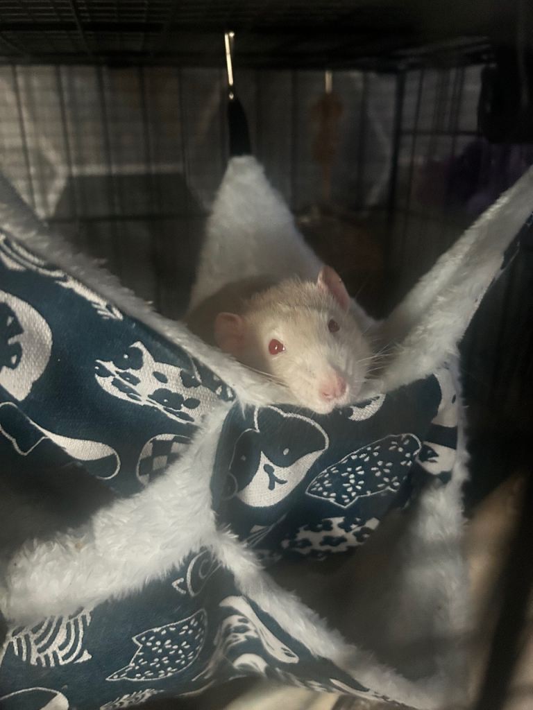 Three gorgeous rats