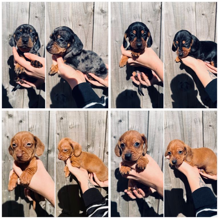 Dachshund puppies 