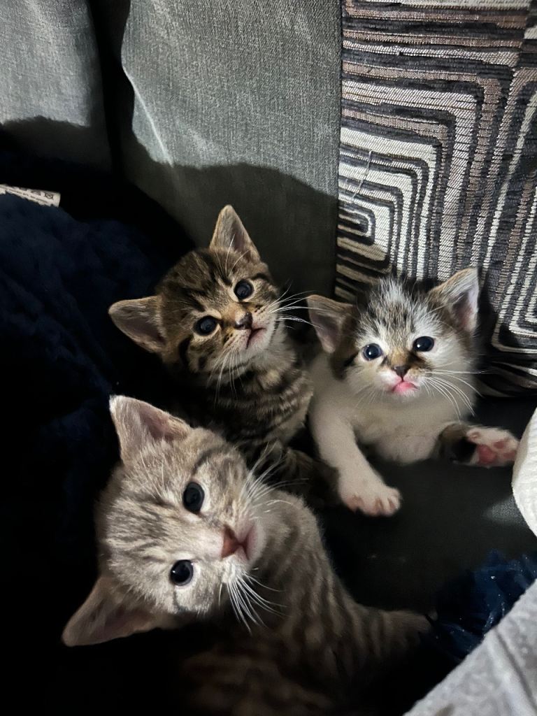 Tabby kittens (SOLD)