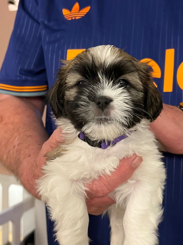 Lhasa apso puppies 