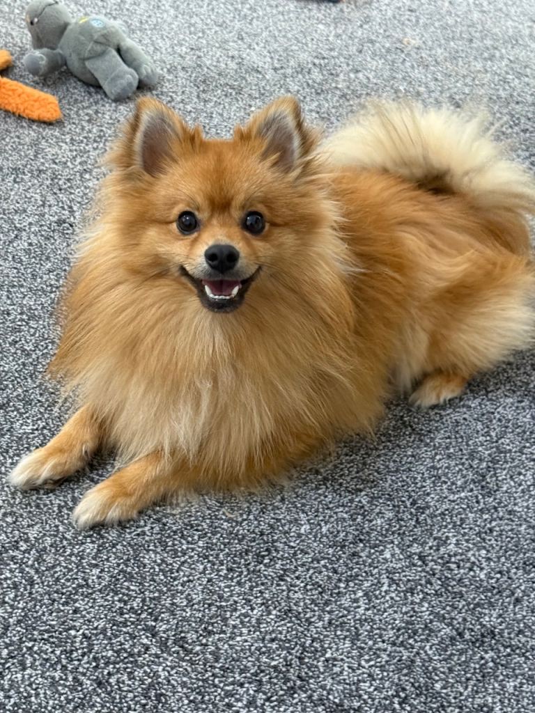 Pomeranian