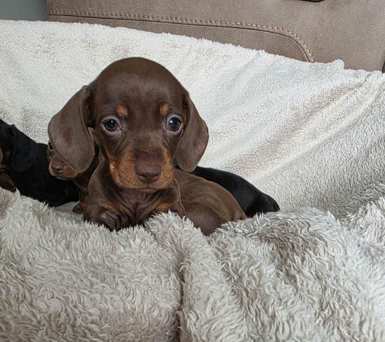 Dachshund 