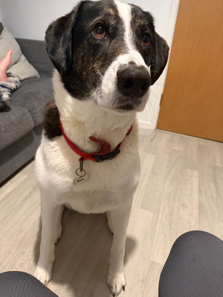 Dog