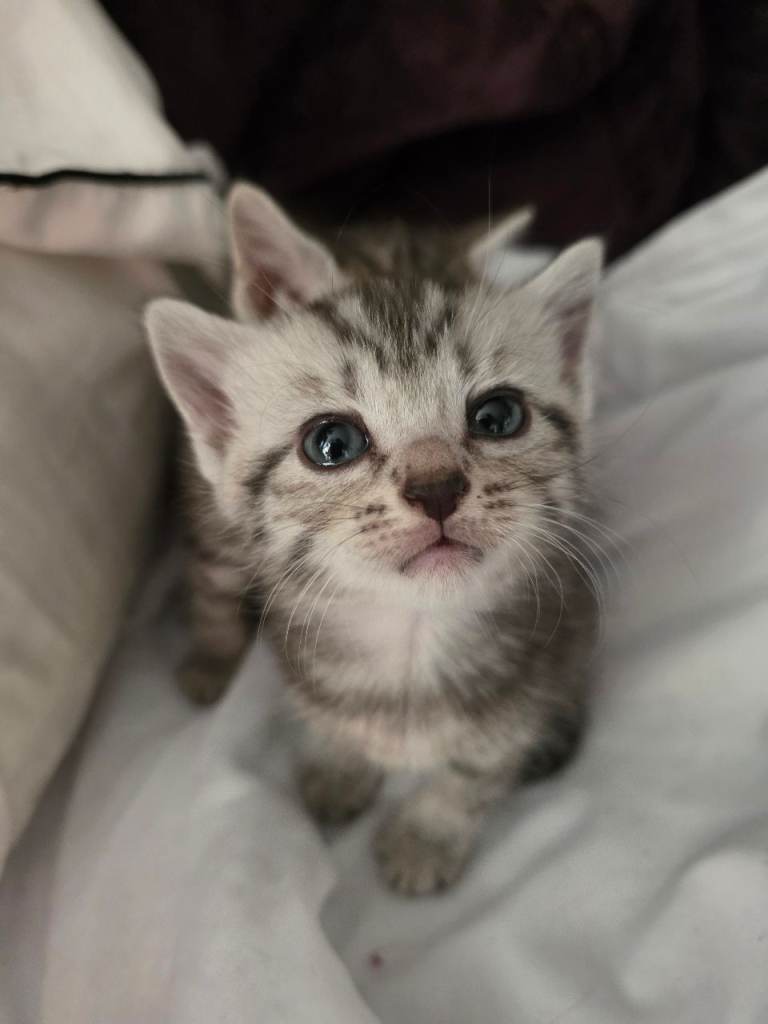 Cutest Kittens Ever 