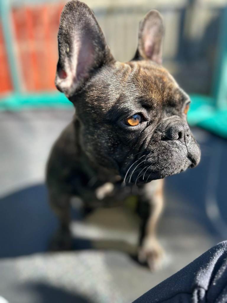 Beautiful Female French Bulldog Looking For Her Forever Home 