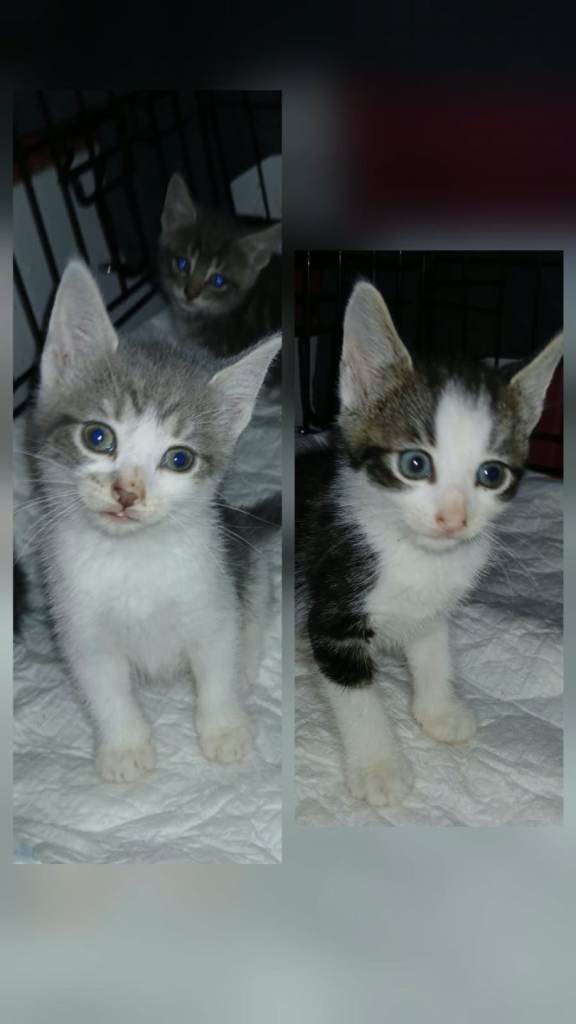 Kittens British Shorthair