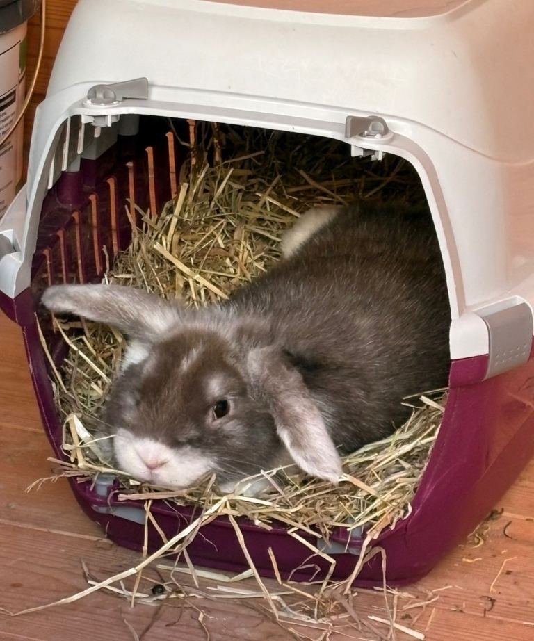 Male rabbit 6 months old - loving home only