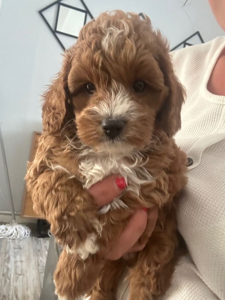 toy cavapoos!! 1 boy left!!