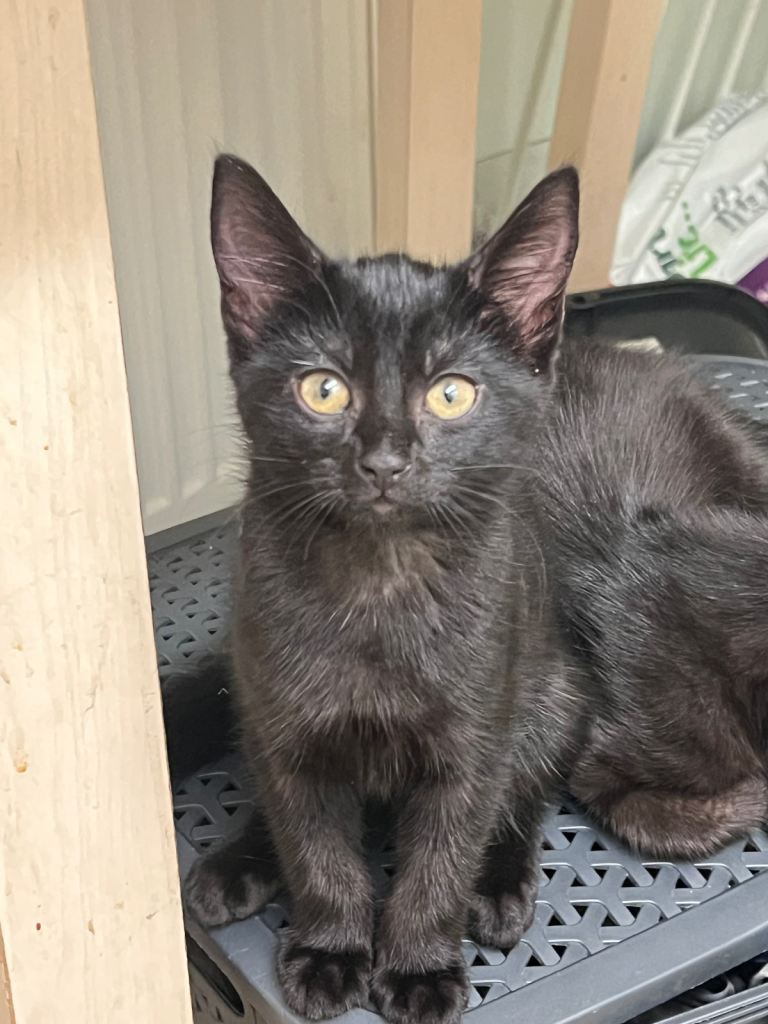 Shorthair kittens for sale 