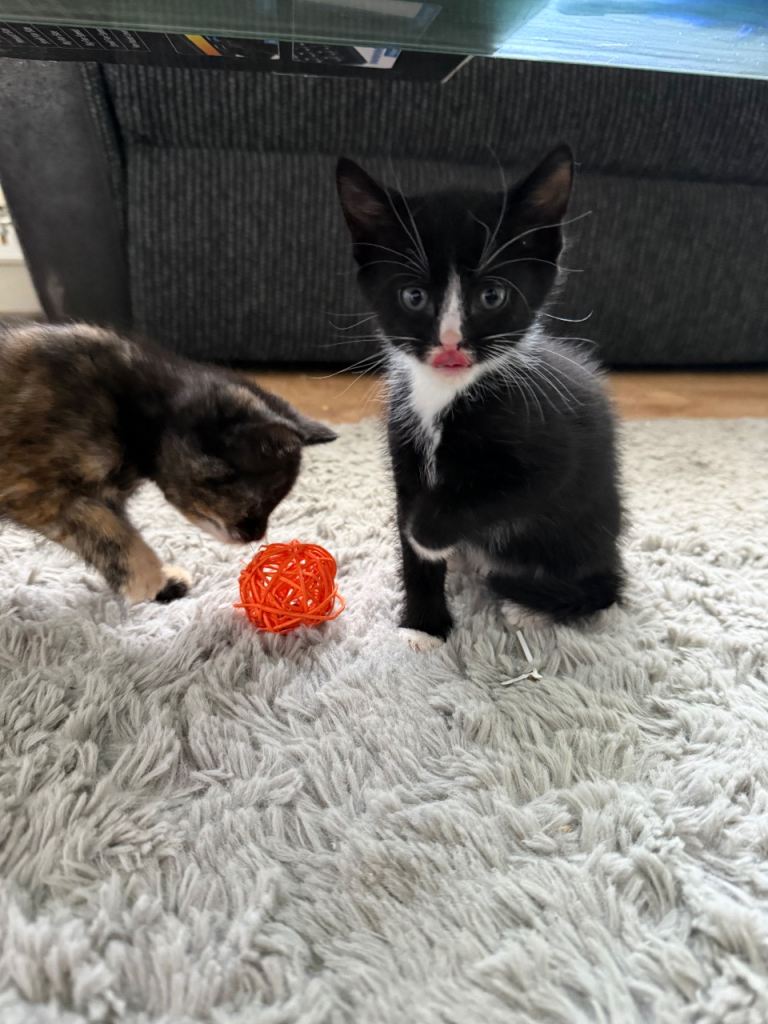 Kittens
