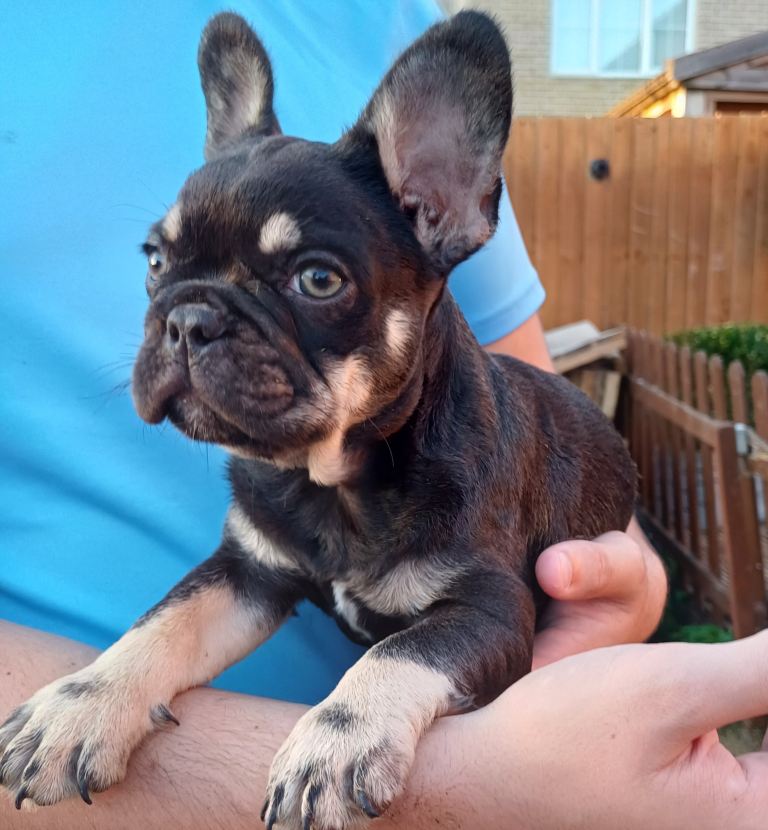 Beautiful Loving, chunky Frenchie puppies