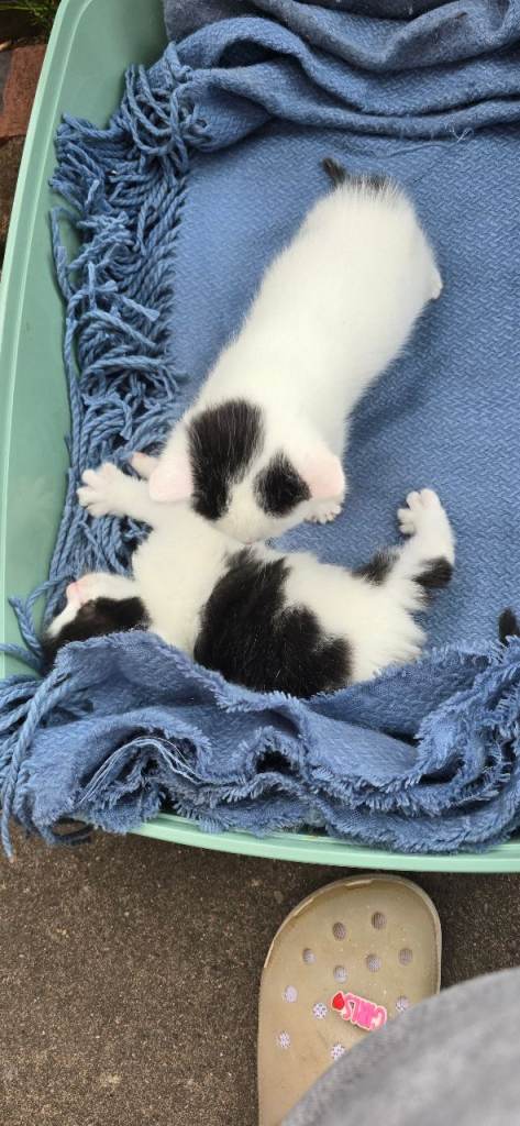 4 beautiful kittens ready 24th may