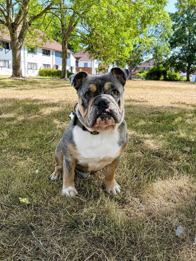 Frankie - Blue Merle Old English Bulldog 
