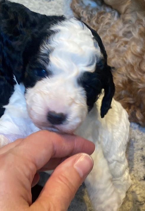 Cockapoo