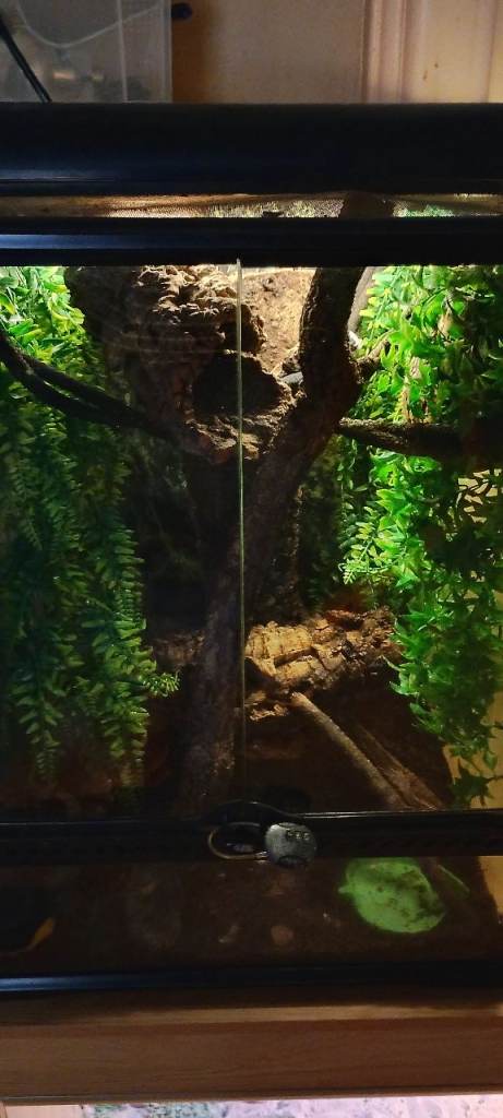 3 Exo terra terrarium setups for sale