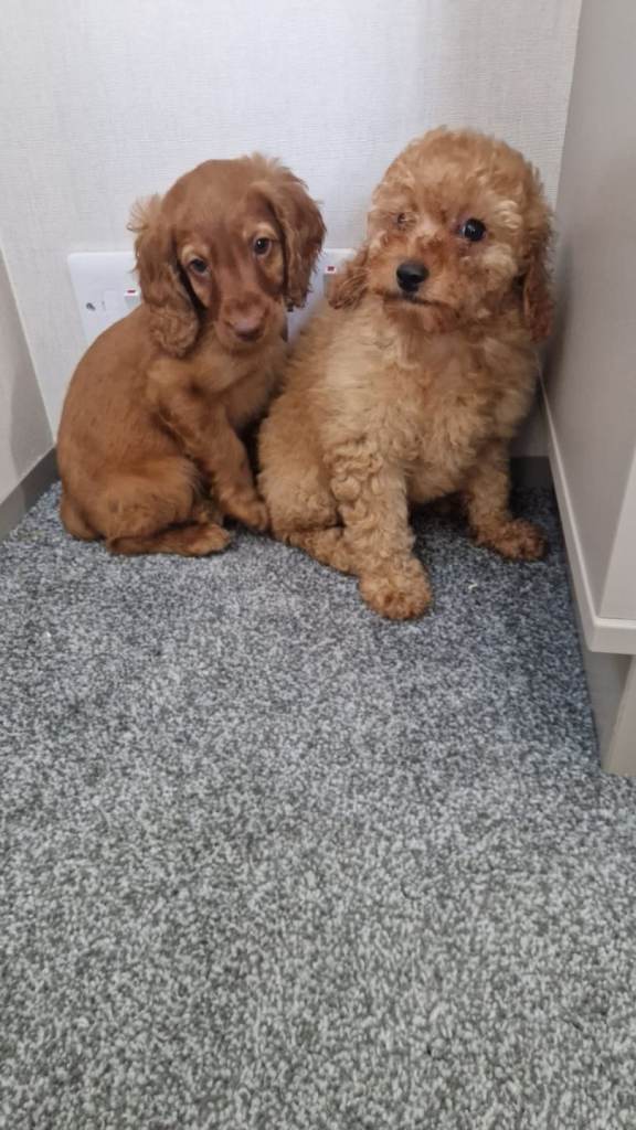 F1 cockapoo puppies