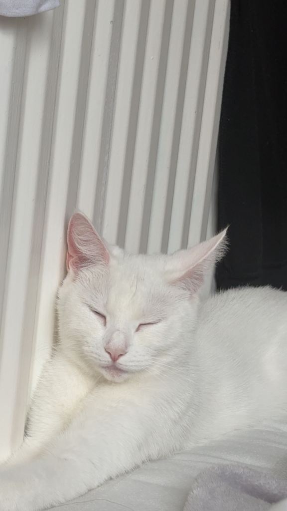 Rehoming beautiful white cat