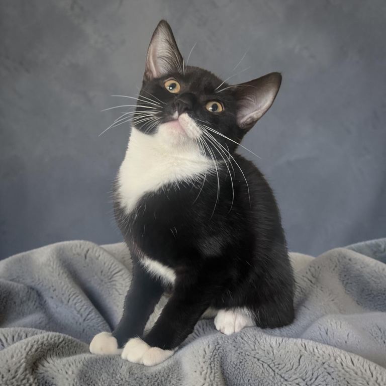 4 beautiful kittens for sale