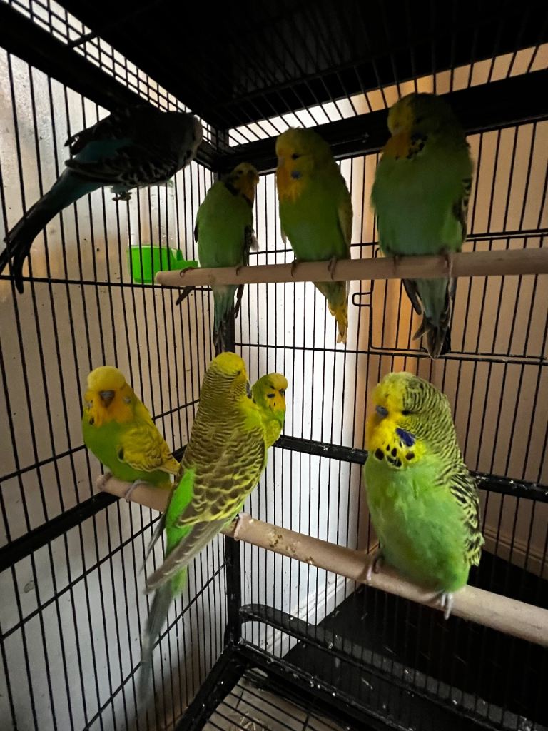 Beautiful budgies for sale 
