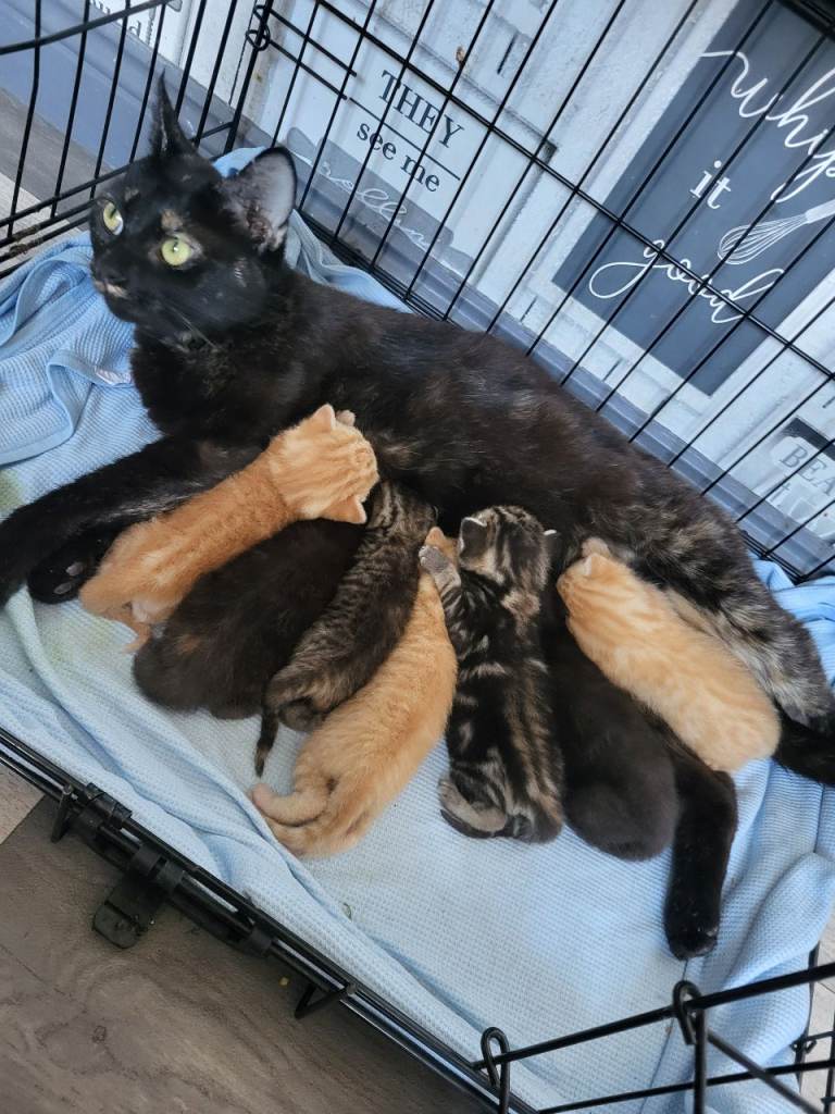 Kittens x 7 
