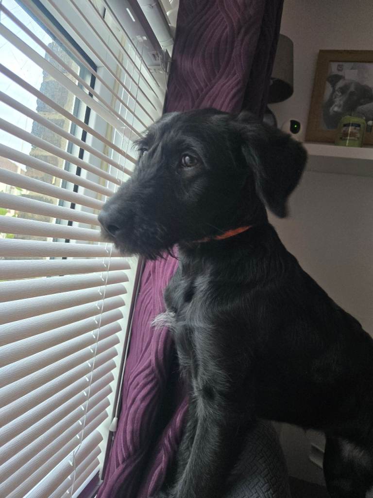 1 black girl left (orange writing) Labradoodle pups.