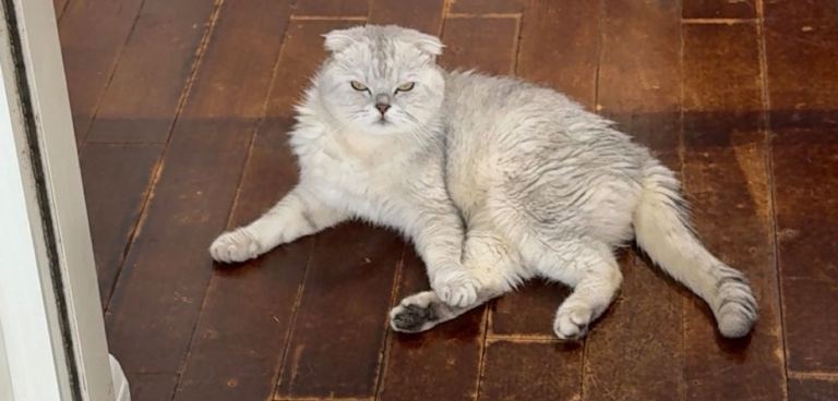 Cat for adoption 