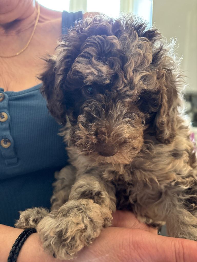 Cockerpoo puppies for sale 
