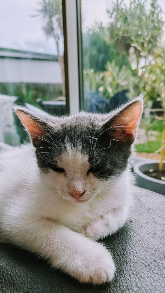 Kittens 
