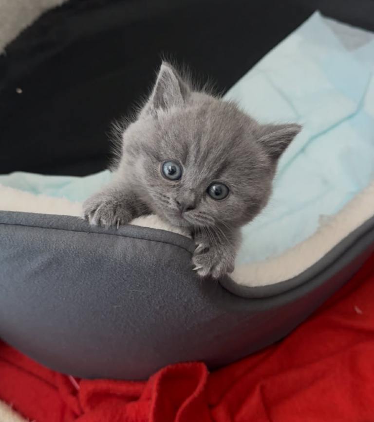 British shorthair kittens 