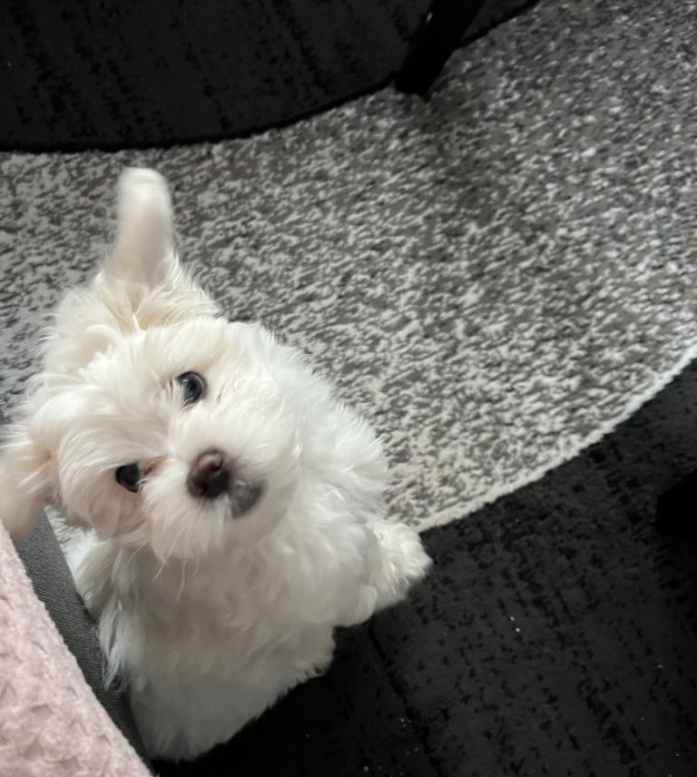 Maltese puppy