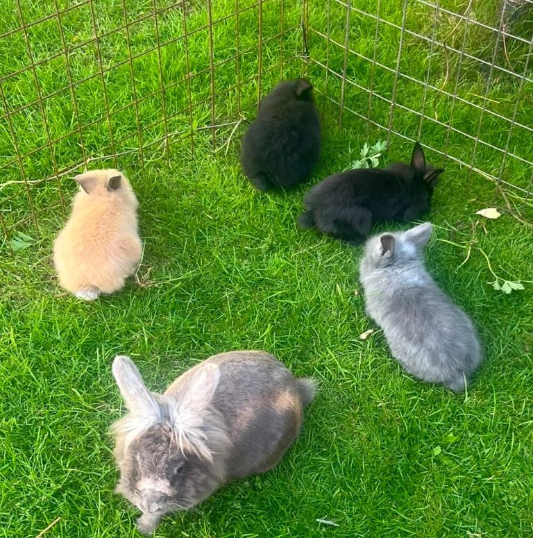 8 week old lionhead bunnies
