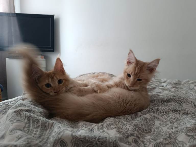 Exceptional Maine Coon Kittens – Huge Champion Bloodlines 🦁