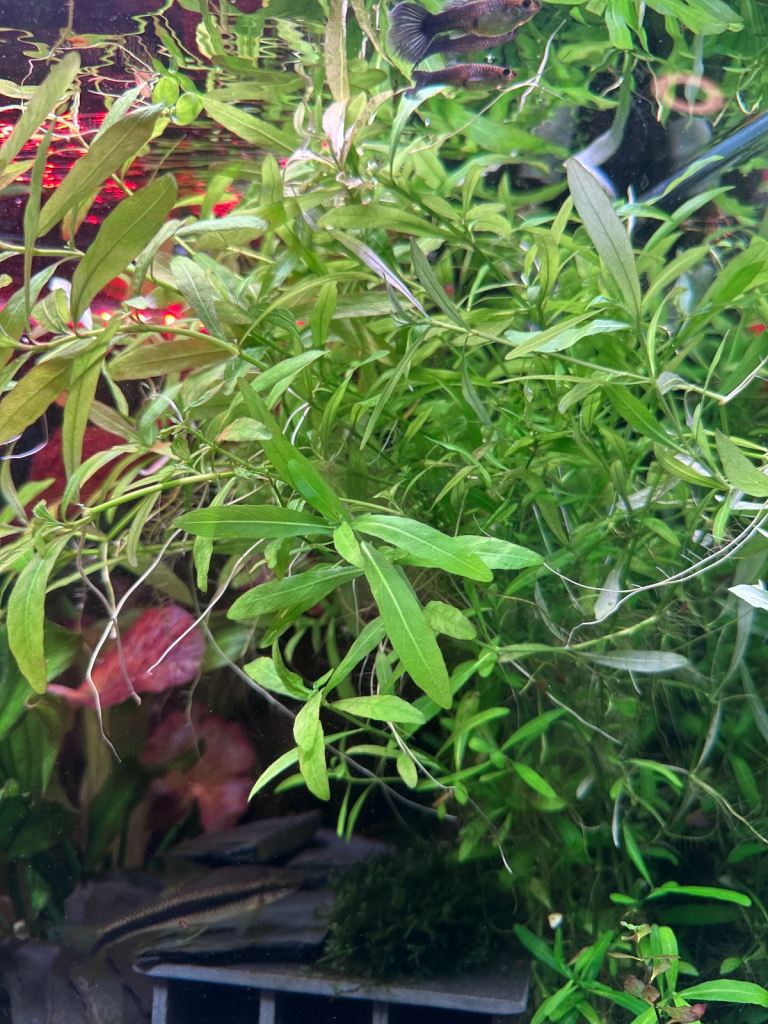 Aquarium Plants