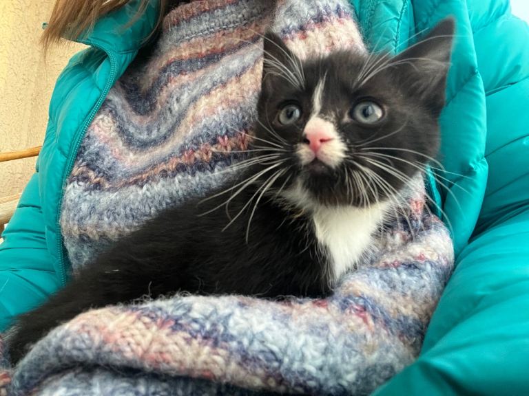 Kitten